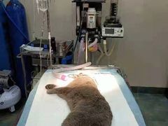 -暖阳宠物医院·犬猫康复中心·骨科