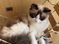 -飞行喵MR PILOT|猫舍·猫咖(静安大融城店)