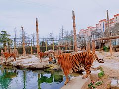 -上海野生动物园