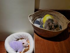 -有猫主题·治愈系猫咖(曾厝垵店)