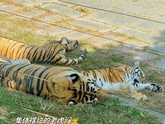-深圳野生动物园