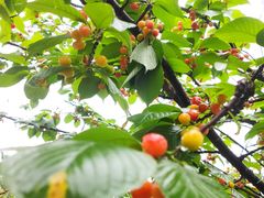 -樱桃山旅游景区