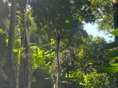 -西双版纳原始森林公园