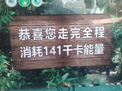 -西双版纳原始森林公园