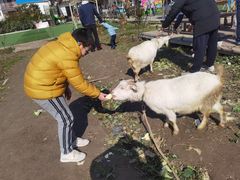 -小鱼草莓采摘园农家乐·小鱼餐厅