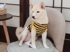 -逗柴咖啡屋·狗咖猫咖宠物桌游