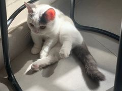 -Heymao猫咖.咖啡厅(东门店)