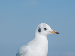 -海埂大坝