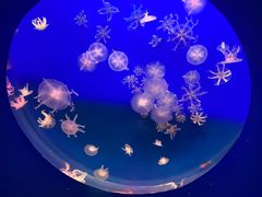 -江和美海洋公园