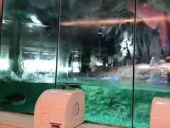 -帝企鹅自助餐厅•儿童岛•真企鹅(长隆企鹅酒店)