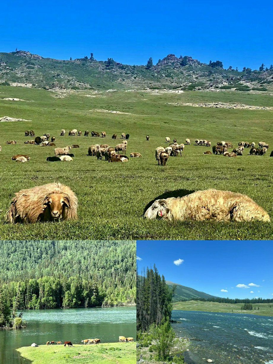 0元玩转这座城高原牧场的羊群与我们共享