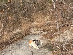 -抱犊寨风景区