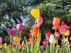 -洛阳郁金香牡丹园