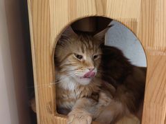 -藏猫猫咖啡主题馆(中央大道店)