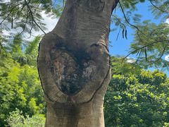 -中国科学院西双版纳热带植物园