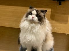 -滚猫咖啡·猫咖·猫友好撸猫(未来城店)