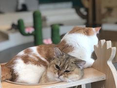 -飞行喵MR PILOT|猫舍·猫咖(静安大融城店)