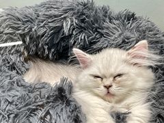 -babydoll猫舍·米努特·德文·缅因(久光中心店)