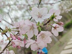 -顾村公园