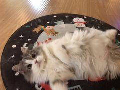 -猫和宫(六道口店)