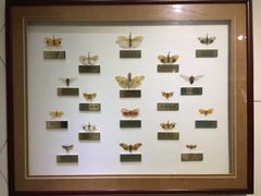 -上海昆虫博物馆