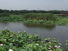 -荷塘月色湿地公园·向阳花洲
