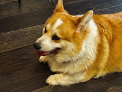 -肥朵食堂(带梦胡同店)