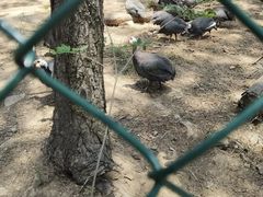 -大塘金香草谷