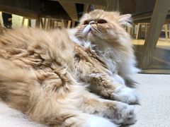 -藏猫猫咖啡主题馆(中央大道店)