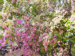 -深圳国际园林花卉博览园