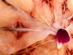 -老码头火锅(骡马市店)