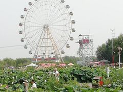 -白洋淀景区