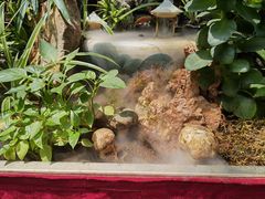 -蔼若春.传承云南菜(金碧公园店)