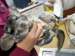 -瑞派·关忠动物医院·异宠专科·犬猫肿瘤·皮肤专科(望京店)