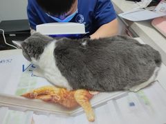 -伟伟宠物医院·瑞派猫友好医院·猫科(光谷店)