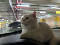 -虹泰宠物医院 ·旗舰店·24h(南秀路店)