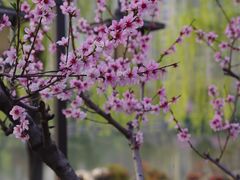 -木塔寺遗址生态公园