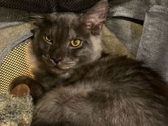 -十年猫舍·猫咪专门店(普陀店)
