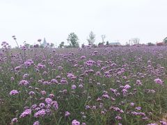 -荷兰花海