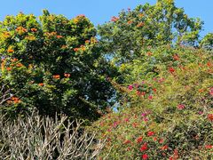-中国科学院西双版纳热带植物园