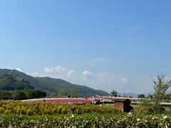 -径山花海