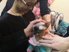 -李小姐の猫咖啡馆(五角场店)