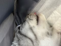 -中农大我爱我爱动物医院·核磁CT·猫病·24小时夜诊中心(石佛营店)