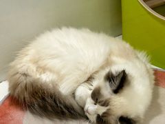 -青奢宠物·青奢猫舍