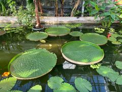 -国家植物园南园