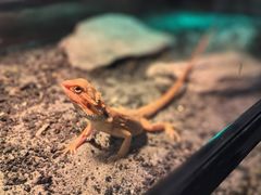 -帕帕拉兹宠物(亚洲旗舰店)