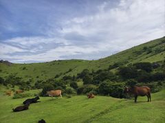 -大姆山草场