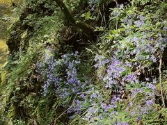 -牛背梁国家森林公园