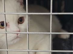 -伟伟宠物医院·瑞派猫友好医院·猫科(光谷店)