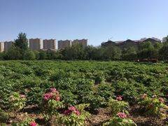 -曹州牡丹园